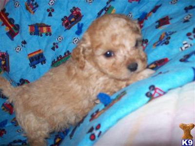 cockapoo puppies